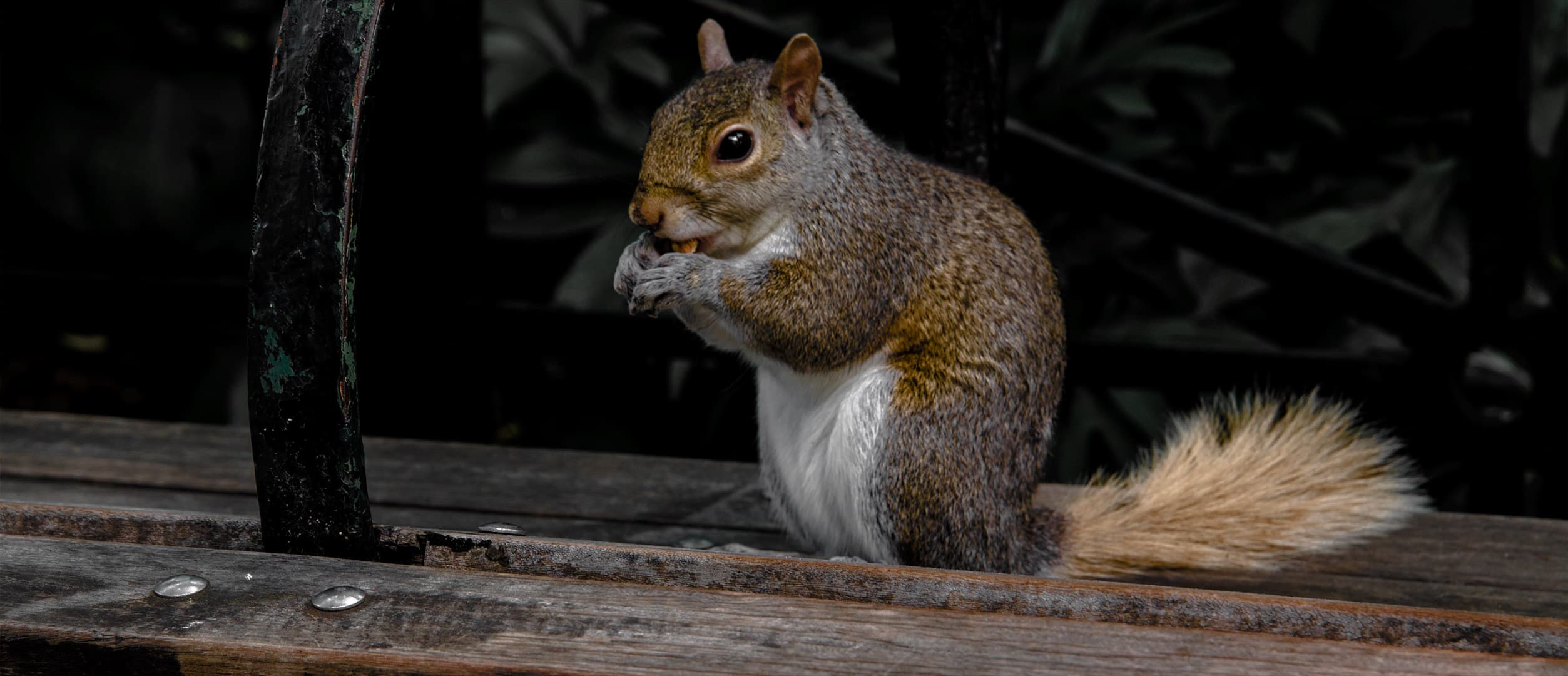 Squirrel, Manhattan (2016)