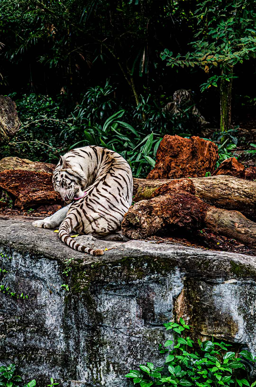 Singapore Zoo, Singapore (2023)